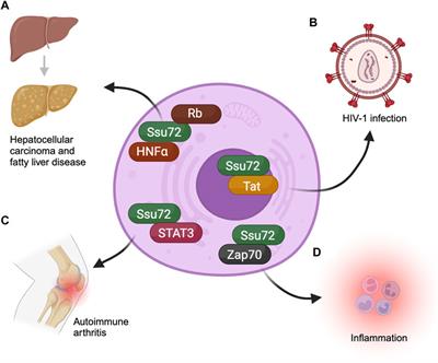 Ssu72: a versatile protein with functions in transcription and beyond